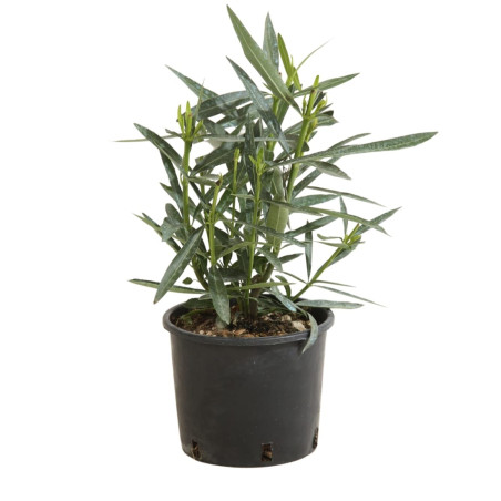 Laurier rose Blanc 40/60cm Pot 3L - Nerium oleander