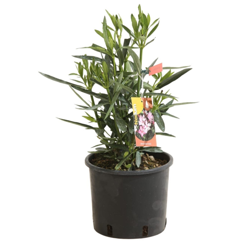 Laurier rose Rose 40/60cm Pot 3L - Nerium oleander