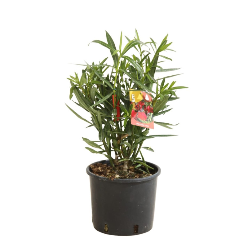 Laurier rose Rouge 40/60cm Pot 3L - Nerium oleander