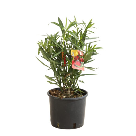 Laurier rose Rouge 40/60cm Pot 3L - Nerium oleander