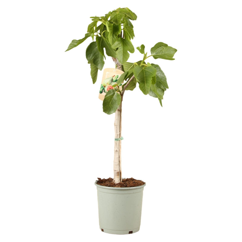 Figuier 90/100cm pot 5L - Ficus carica
