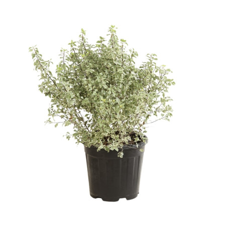 Pittospore petites feuilles panaché 30/40cm Pot 9L - Pittosporum tenuifolium Variegatum