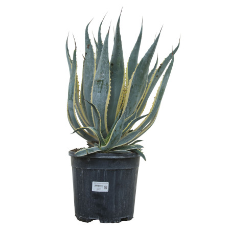 Agave d'Amérique panaché 30/40cm Pot 18L - Agave americana Variegata