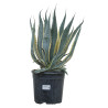 Agave d'Amérique panaché 30/40cm Pot 18L - Agave americana Variegata