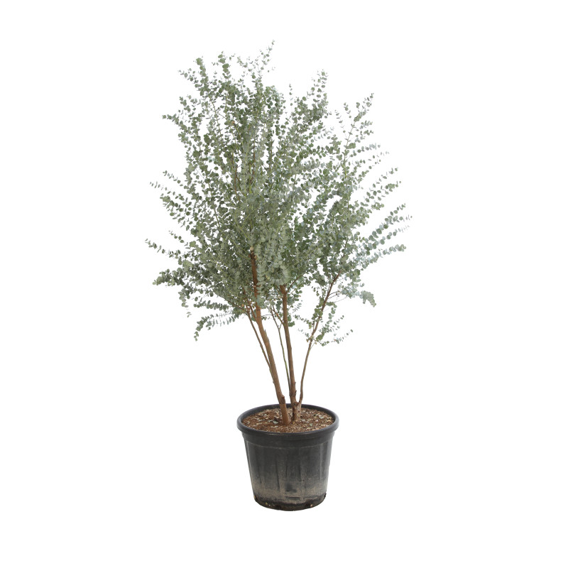 Gommier cidre Azura 125/150cm Pot 30L - Eucalyptus gunnii Azura