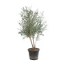Gommier cidre Azura 125/150cm Pot 30L - Eucalyptus gunnii Azura