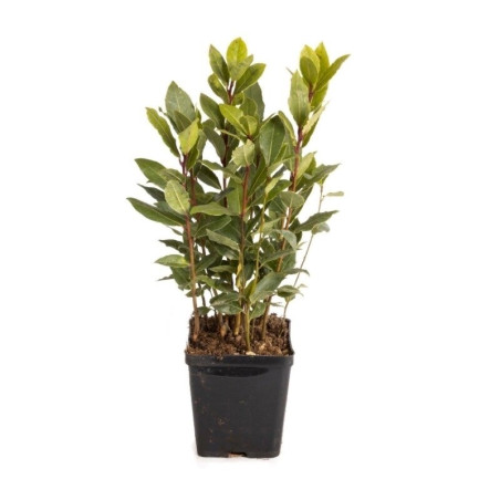 Laurier sauce 20/25cm Pot 1L - Laurus nobilis