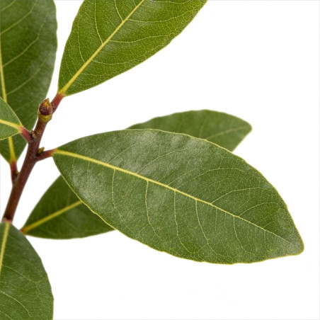 Laurier sauce 20/25cm Pot 1L - Laurus nobilis