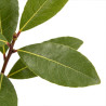 Laurier sauce 20/25cm Pot 1L - Laurus nobilis