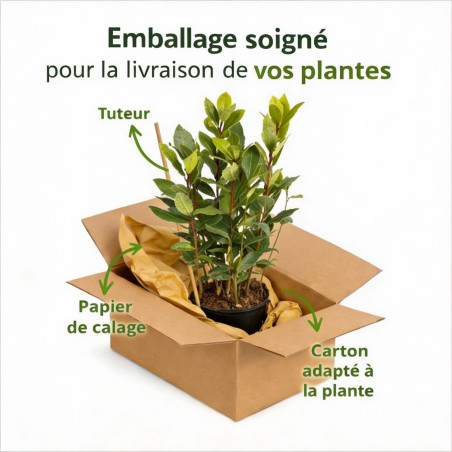 Laurier sauce 20/25cm Pot 1L - Laurus nobilis