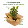 Laurier sauce 20/25cm Pot 1L - Laurus nobilis