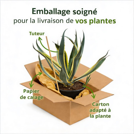 Agave d'Amérique panaché 40/50cm Pot 30L - Agave americana Variegata