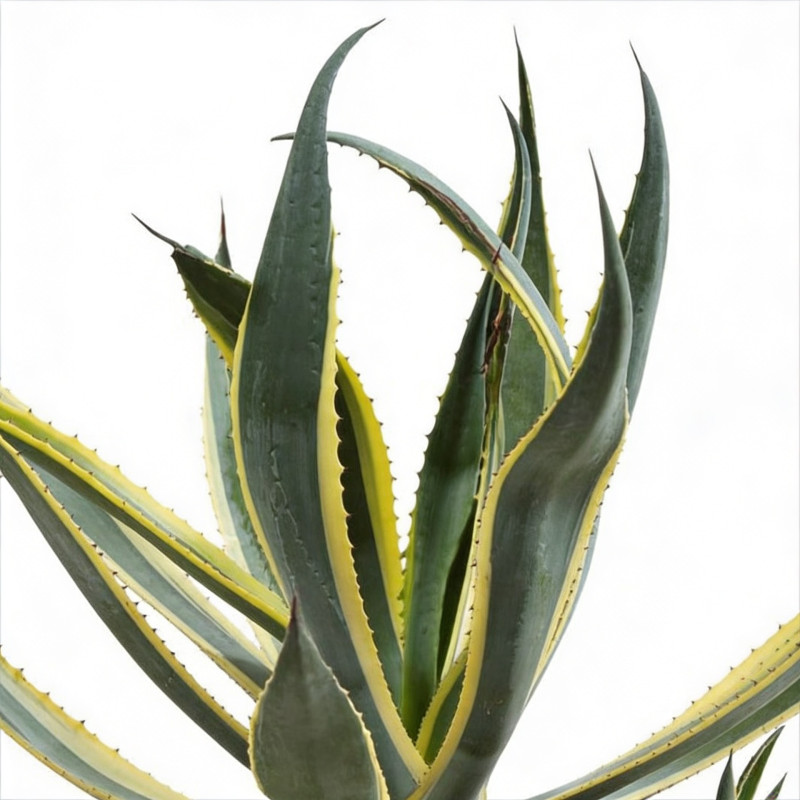 Agave d'Amérique panaché 40/50cm Pot 30L - Agave americana Variegata