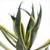 Agave d'Amérique panaché 40/50cm Pot 30L - Agave americana Variegata