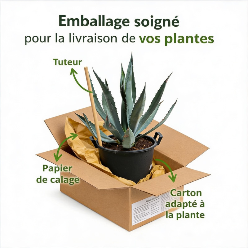 Agave d'Amérique 40/50cm Pot 30L - Agave americana