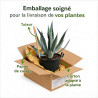 Agave d'Amérique 40/50cm Pot 30L - Agave americana