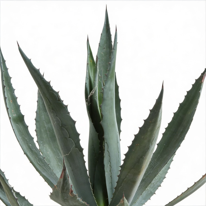 Agave d'Amérique 40/50cm Pot 30L - Agave americana