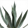 Agave d'Amérique 40/50cm Pot 30L - Agave americana