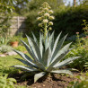 Agave d'Amérique 40/50cm Pot 30L - Agave americana