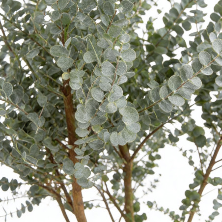 Gommier cidre Azura 125/150cm Pot 30L - Eucalyptus gunnii Azura