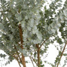 Gommier cidre Azura 125/150cm Pot 30L - Eucalyptus gunnii Azura