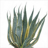 Agave d'Amérique panaché 30/40cm Pot 18L - Agave americana Variegata