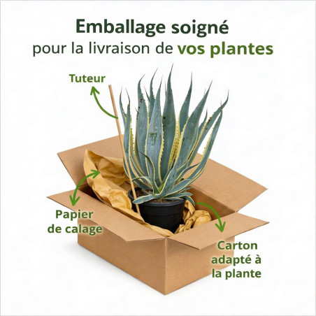 Agave d'Amérique panaché 30/40cm Pot 18L - Agave americana Variegata
