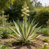 Agave d'Amérique panaché 30/40cm Pot 10L - Agave americana Variegata