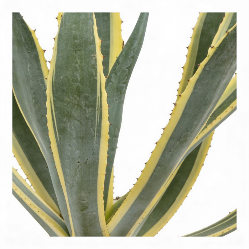 Agave d'Amérique panaché 30/40cm Pot 10L - Agave americana Variegata