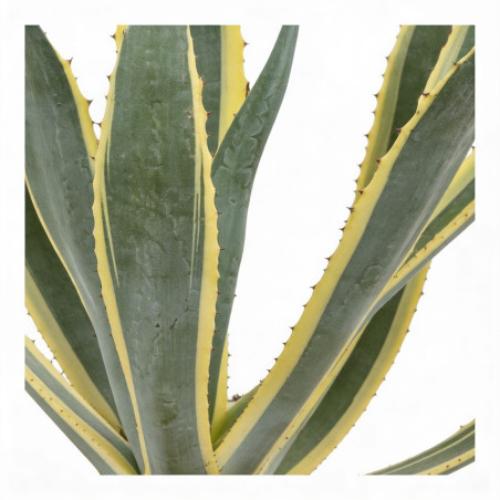 Agave d'Amérique panaché 30/40cm Pot 10L - Agave americana Variegata