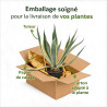 Agave d'Amérique panaché 30/40cm Pot 10L - Agave americana Variegata