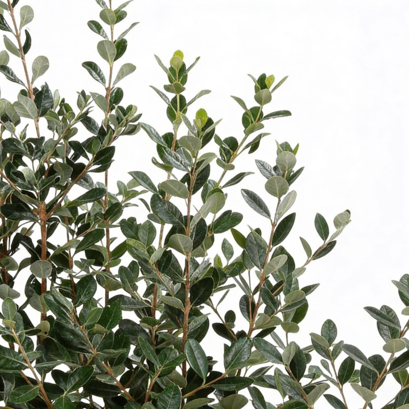 Goyavier du Brésil 80/100cm Pot 10L - Feijoa sellowiana