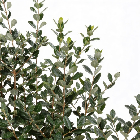 Goyavier du Brésil 80/100cm Pot 10L - Feijoa sellowiana