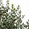 Goyavier du Brésil 80/100cm Pot 10L - Feijoa sellowiana