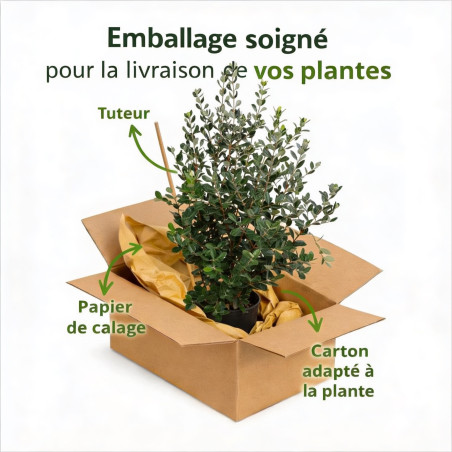 Goyavier du Brésil 80/100cm Pot 10L - Feijoa sellowiana