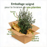 Goyavier du Brésil 80/100cm Pot 10L - Feijoa sellowiana