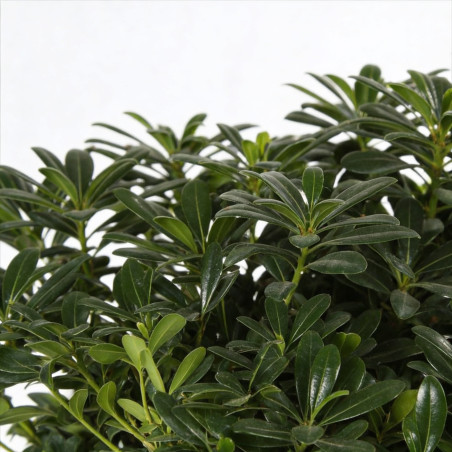 Pittospore Japon nain 25/30cm Pot 9L - Pittosporum tobira Nanum