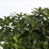 Pittospore Japon nain 25/30cm Pot 9L - Pittosporum tobira Nanum