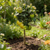 Pittospore Japon nain 25/30cm Pot 9L - Pittosporum tobira Nanum