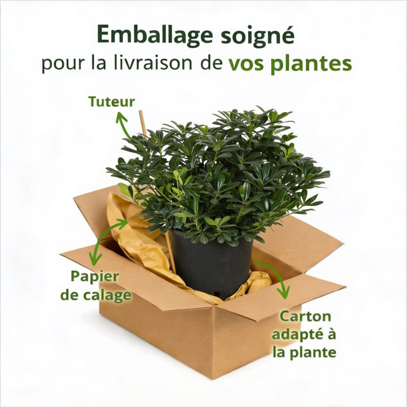 Pittospore Japon nain 25/30cm Pot 9L - Pittosporum tobira Nanum