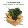 Pittospore Japon nain 25/30cm Pot 9L - Pittosporum tobira Nanum