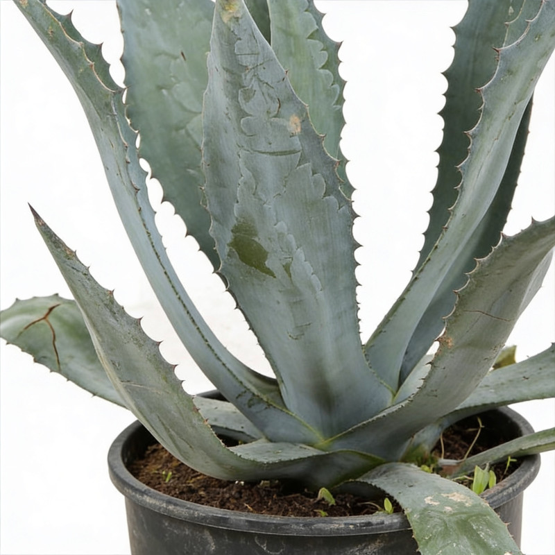 Agave d'Amérique 30/40cm Pot 10L - Agave americana