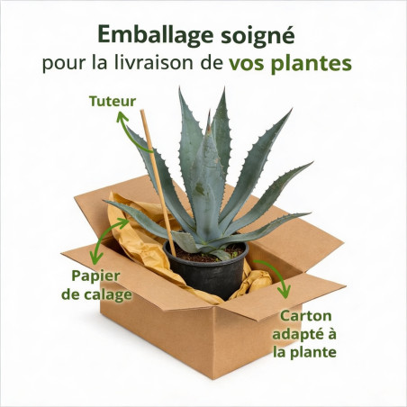 Agave d'Amérique 30/40cm Pot 10L - Agave americana