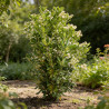 Pittospore Japon 80/100cm Pot 9L - Pittosporum tobira