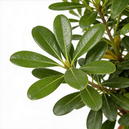 Pittospore Japon 80/100cm Pot 9L - Pittosporum tobira