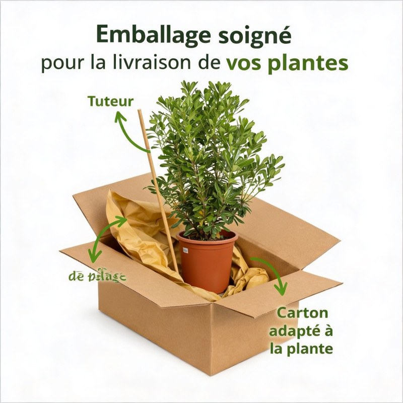 Pittospore Japon 80/100cm Pot 9L - Pittosporum tobira