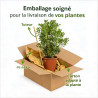 Pittospore Japon 80/100cm Pot 9L - Pittosporum tobira