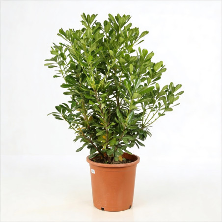 Pittospore Japon 80/100cm Pot 9L - Pittosporum tobira