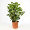 Pittospore Japon 80/100cm Pot 9L - Pittosporum tobira