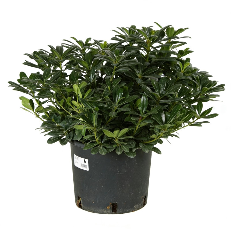 Pittospore Japon nain 25/30cm Pot 9L - Pittosporum tobira Nanum